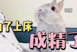 吃瓜娱乐兔子,揭秘娱乐圈幕后趣闻