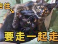 捡来的猫男在线观看,开启奇幻冒险之旅